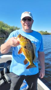 Fish-Species