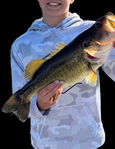 Fish-Species