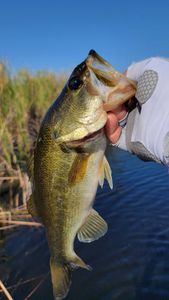 Fish-Species