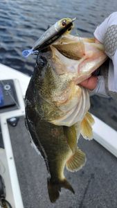 Fort Lauderdale’s bass fishing haul