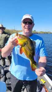 Fish-Species