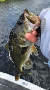 Fish-Species