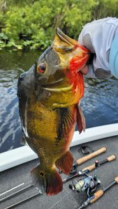 Bass battles off Fort Lauderdale shore