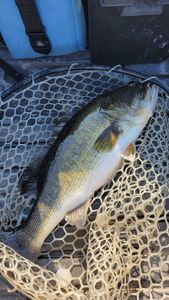7lb Everglades Largemouth!