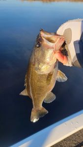 Fish-Species
