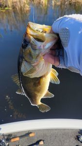 Exciting fishing tour in FL