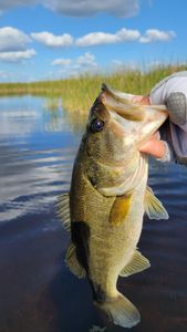 Stunning fishing tour in Florida