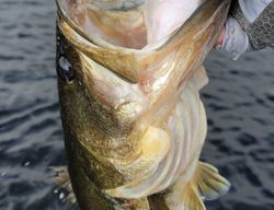 Fishing tour in Fort Lauderdale
