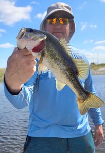 Largemouth bass in Fort Lauderdale waters