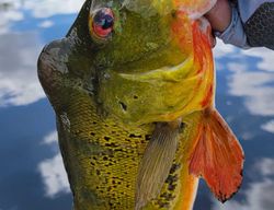 Peacock Bass action in Fort Lauderdale today