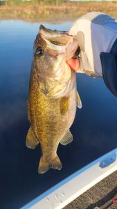 Fish-Species
