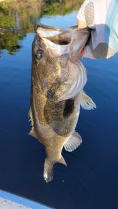 Fish-Species