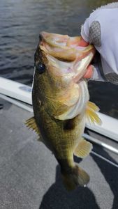 Fort Lauderdale bass angler’s dream