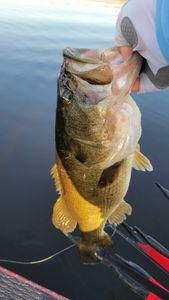 Bass fishing in Fort Lauderdale bliss