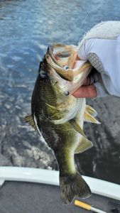 Fish-Species