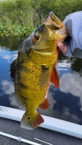 Fort Lauderdale’s top bass spots