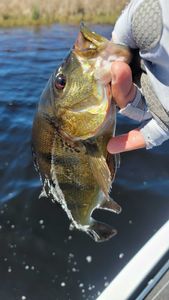 Fish-Species