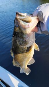 Fish-Species