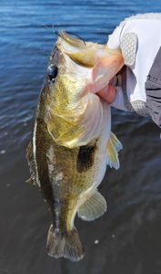 Fish-Species