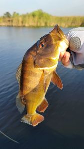 Fishing tour in FL