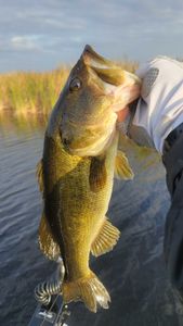 One fish caught while fishing in FL
