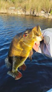 Exciting fishing adventure in Florida with fish and fishing tours