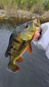 Fishing tour in FL