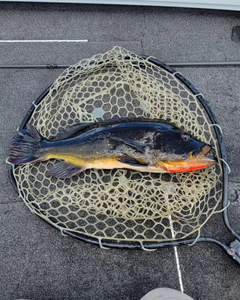 A scenic fishing tour in FL