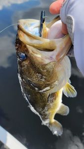 Fishing adventure in FL