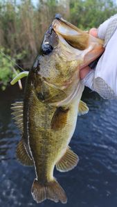 A fishing tour in FL