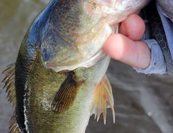 A fishing excursion in the beautiful waters of Fort Lauderdale
