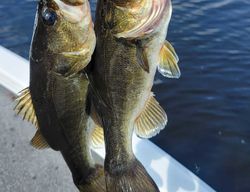 Two fishing rods with fishing line in the water, Fort Lauderdale scenic view