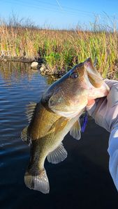 Largemouth bass caught while fishing in Fort Lauderdale FL