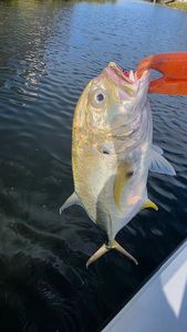 Crevalle jack fish being held over water during fishing trip in Fort Lauderdale Florida