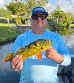 Peacock bass catch from Fort Lauderdale fishing tour