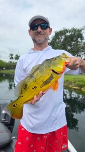 Peacock bass caught during fishing tour in Fort Lauderdale FL