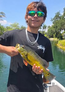 Freshly caught peacock bass being held on fishing boat in Fort Lauderdale FL