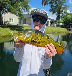 Peacock bass caught during fishing tour in Fort Lauderdale FL