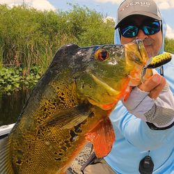 Peacock bass catch during fishing tour in Fort Lauderdale FL