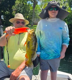 Peacock bass caught during fishing tour in Fort Lauderdale FL