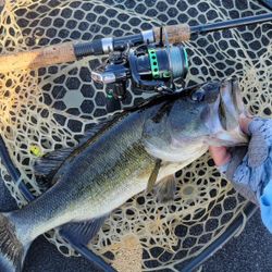 Largemouth bass caught while fishing in FL