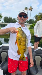 Peacock bass catch on fishing tour in Fort Lauderdale FL