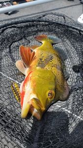 Peacock bass caught in fishing net during Fort Lauderdale fishing tour