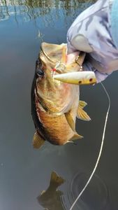 Smallmouth bass being held over water during fishing tour in Fort Lauderdale FL