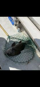 Black drum fish caught in fishing net on boat deck in Melbourne FL