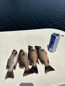 Four grey snapper fish caught fishing in Melbourne FL displayed on boat deck with beverage can for scale