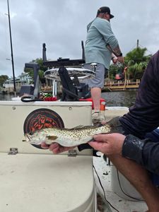 A spotted weakfish caught while fishing in Melbourne
