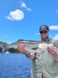 Striped bass fishing in FL