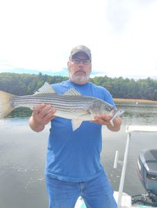 Striped bass caught while fishing in Florida