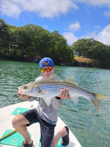 Striped bass caught while fishing in Melbourne
